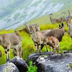 Explore Kerala's Sacred Nature Expedition for 12 days with Agora Voyages OPC Pvt Ltd and discover unforgettable experiences - Photo 2