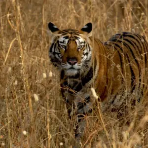 Explore Taj, Tiger, Fort & Mansion for 9 days with Agora Voyages OPC Pvt Ltd and discover unforgettable experiences - Photo 11