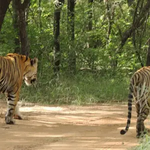 Explore Famous 14 Days India Nepal Wildlife Tour with Taj Mahal for 14 days with Agra Travels Service & Tours and discover unforgettable experiences - Photo 3