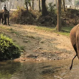 Explore Famous 14 Days India Nepal Wildlife Tour with Taj Mahal for 14 days with Agra Travels Service & Tours and discover unforgettable experiences - Photo 8