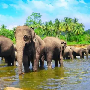 Explore The Pick of Sri Lanka for 9 days with Aitken Spence Travel and discover unforgettable experiences - Photo 5