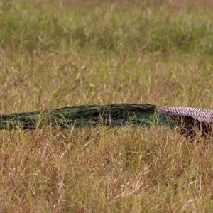 Explore Professional Birding Tour for 9 days with Aitken Spence Travel and discover unforgettable experiences - Photo 4