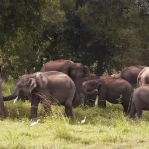 Explore Best of Sri Lanka 7 Days, Private Tour for 7 days with Aitken Spence Travel and discover unforgettable experiences - Photo 3