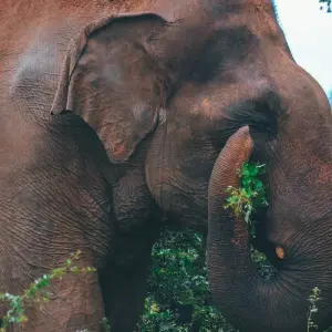 Explore The Pick of Sri Lanka for 9 days with Aitken Spence Travel and discover unforgettable experiences - Photo 6