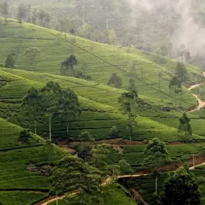 Explore Experience the Central Hills for 3 days with Aitken Spence Travel and discover unforgettable experiences - Photo 5