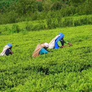 Explore Best of Sri Lanka 7 Days, Private Tour for 7 days with Aitken Spence Travel and discover unforgettable experiences - Photo 6
