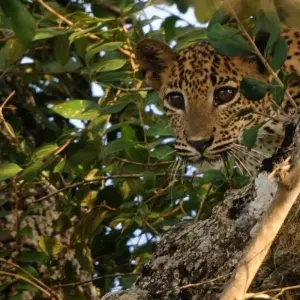 Explore Vivacious Sri Lanka for 8 days with Aitken Spence Travel and discover unforgettable experiences - Photo 4