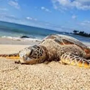 Explore Southern Coast Beach Tour for 6 days with Aitken Spence Travel and discover unforgettable experiences - Photo 11