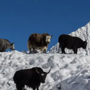 Explore Manaslu Circuit Trek for 18 days with All Nepal Hiking (P) ltd and discover unforgettable experiences - Photo 3