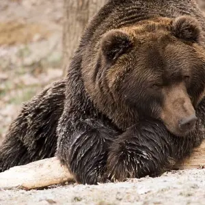 Explore Himalayan Brown Bear Expedition Ladakh for 7 days with Alkof Holidays and discover unforgettable experiences - Photo 5