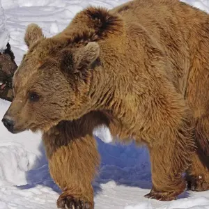 Explore Himalayan Brown Bear Expedition Ladakh for 7 days with Alkof Holidays and discover unforgettable experiences - Photo 6