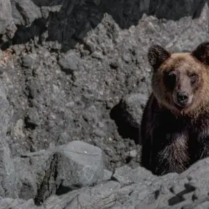 Explore Himalayan Brown Bear Expedition Ladakh for 7 days with Alkof Holidays and discover unforgettable experiences - Photo 7