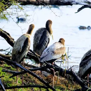 Explore Golden Triangle Tour With Bird Watching for 8 days with Alkof Holidays and discover unforgettable experiences - Photo 2