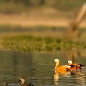 Explore Golden Triangle Tour With Bird Watching for 8 days with Alkof Holidays and discover unforgettable experiences - Photo 4
