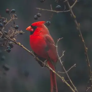 Explore Golden Triangle Tour With Bird Watching for 8 days with Alkof Holidays and discover unforgettable experiences - Photo 9