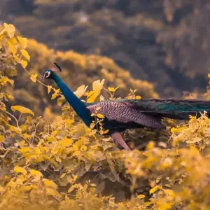 Explore Mystic India for 14 days with Amazing India Tours and discover unforgettable experiences - Photo 3