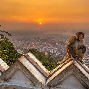 Explore Glimpus of Nepal:  Poon Hill Trek & Wildlife Adventure for 15 days with Asian Heritage Treks & Expeditions and discover unforgettable experiences - Photo 4