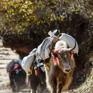 Explore Tamang Heritage & Langtang Trek for 15 days with Asian Heritage Treks & Expeditions and discover unforgettable experiences - Photo 7