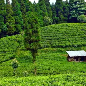 Explore Eastern Nepal Tour for 9 days with Asian Heritage Treks & Expeditions and discover unforgettable experiences - Photo 11