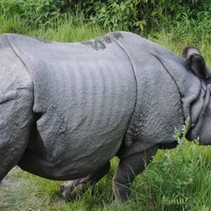 Explore Nepal Wildlife Tour (Bardiya National Park) for 6 days with Asian Heritage Treks & Expeditions and discover unforgettable experiences - Photo 3