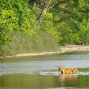 Explore Nepal Wildlife Tour (Bardiya National Park) for 6 days with Asian Heritage Treks & Expeditions and discover unforgettable experiences - Photo 4