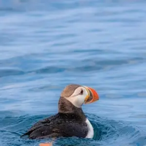 Explore Circle Newfoundland & Labrador for 13 days with Atlantic Tours & Travel and discover unforgettable experiences - Photo 3