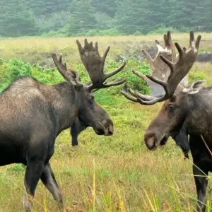 Explore Newfoundland & Labrador West to East for 12 days with Atlantic Tours & Travel and discover unforgettable experiences - Photo 5