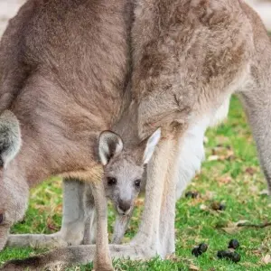 Explore Best of Australia with Sightseeing Tours for 13 days with Australia and New Zealand Travel Company and discover unforgettable experiences - Photo 2