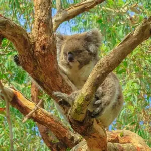 Explore Best of Melbourne with Great Ocean Road & Phillip Island for 6 days with Australia and New Zealand Travel Company and discover unforgettable experiences - Photo 3