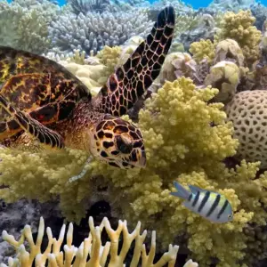 Explore Best of Sydney & the Great Barrier Reef for 12 days with Australia and New Zealand Travel Company and discover unforgettable experiences - Photo 3