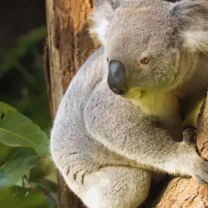 Explore Best of Sydney & the Great Barrier Reef for 12 days with Australia and New Zealand Travel Company and discover unforgettable experiences - Photo 6