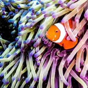 Explore Queensland Cairns, Reef & Rainforest for 7 days with Australia and New Zealand Travel Company and discover unforgettable experiences - Photo 5