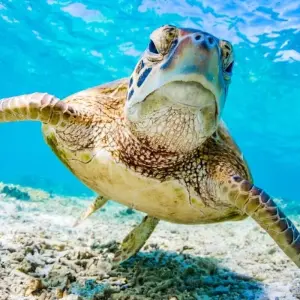 Explore Queensland Cairns, Reef & Rainforest for 7 days with Australia and New Zealand Travel Company and discover unforgettable experiences - Photo 8