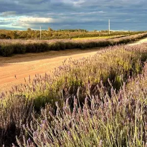 Explore Pinnacles Lobster Yanchep Day Tour Experience for 1 days with Autopia Tours and discover unforgettable experiences - Photo 3