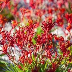 Explore 7 Day Perth to Exmouth Explorer & Ningaloo Reef Return - from Perth for 7 days with Autopia Tours and discover unforgettable experiences - Photo 3