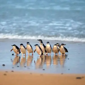 Explore Phillip Island Penguins & Koalas Tour for 1 days with Autopia Tours and discover unforgettable experiences - Photo 3