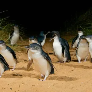 Explore Phillip Island Penguins & Koalas Tour for 1 days with Autopia Tours and discover unforgettable experiences - Photo 6