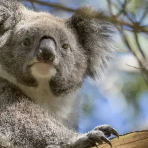 Explore Phillip Island Penguins & Koalas Tour for 1 days with Autopia Tours and discover unforgettable experiences - Photo 7