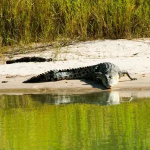 Explore Half Day Jumping Crocodile Cruise from Darwin for 1 days with Autopia Tours and discover unforgettable experiences - Photo 2