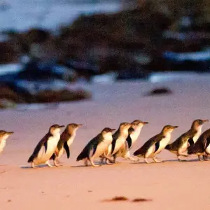 Explore Phillip Island Penguins & Koalas Tour for 1 days with Autopia Tours and discover unforgettable experiences - Photo 8