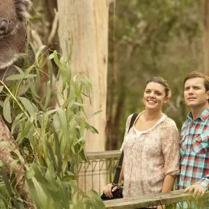 Explore Phillip Island Penguins & Koalas Tour for 1 days with Autopia Tours and discover unforgettable experiences - Photo 9