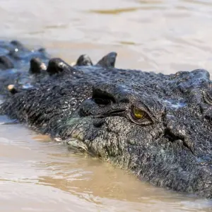 Explore Half Day Jumping Crocodile Cruise from Darwin for 1 days with Autopia Tours and discover unforgettable experiences - Photo 5