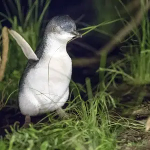 Explore Phillip Island Penguins & Koalas Tour for 1 days with Autopia Tours and discover unforgettable experiences - Photo 11