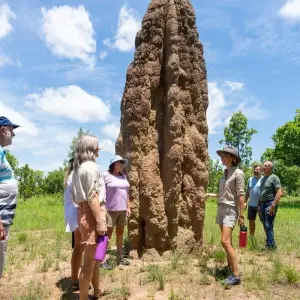 Explore Litchfield National Park & Wildlife Experience for 1 days with Autopia Tours and discover unforgettable experiences - Photo 10