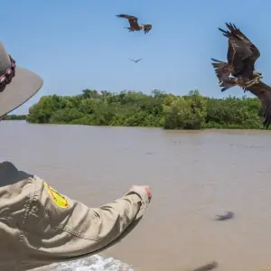 Explore Half Day Jumping Crocodile Cruise from Darwin for 1 days with Autopia Tours and discover unforgettable experiences - Photo 7