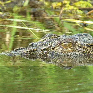 Explore Half Day Jumping Crocodile Cruise from Darwin for 1 days with Autopia Tours and discover unforgettable experiences - Photo 11