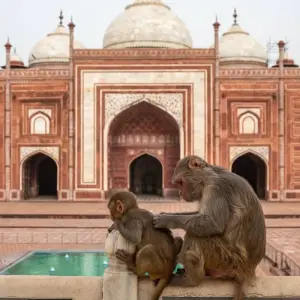 Explore 3 Day Taj Mahal & Delhi Tour by Car for 3 days with Avtar India Tours and discover unforgettable experiences - Photo 7
