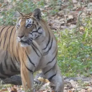 Explore 7 Day Golden Triangle Tour With Ranthambore (National Park) by Car for 7 days with Avtar India Tours and discover unforgettable experiences - Photo 3