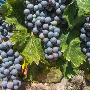Explore Bonjour Bordeaux: Chateaux, Wineries & Charming Villages with 2 Nights in Paris 2025 for 10 days with Avalon Waterways and discover unforgettable experiences - Photo 2