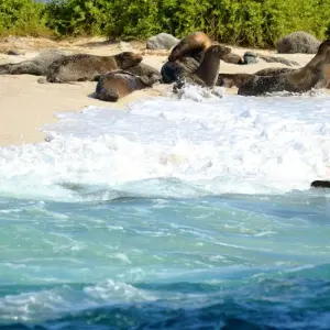 Explore Galápagos Full Experience 4D-3N! for 4 days with BM Tours and discover unforgettable experiences - Photo 7